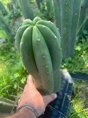 💎🌶️ Jonesy07 — Massive 14” Pup
