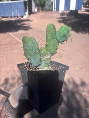 👑🌶️🌶️  TBM Clone B — Fully Rooted