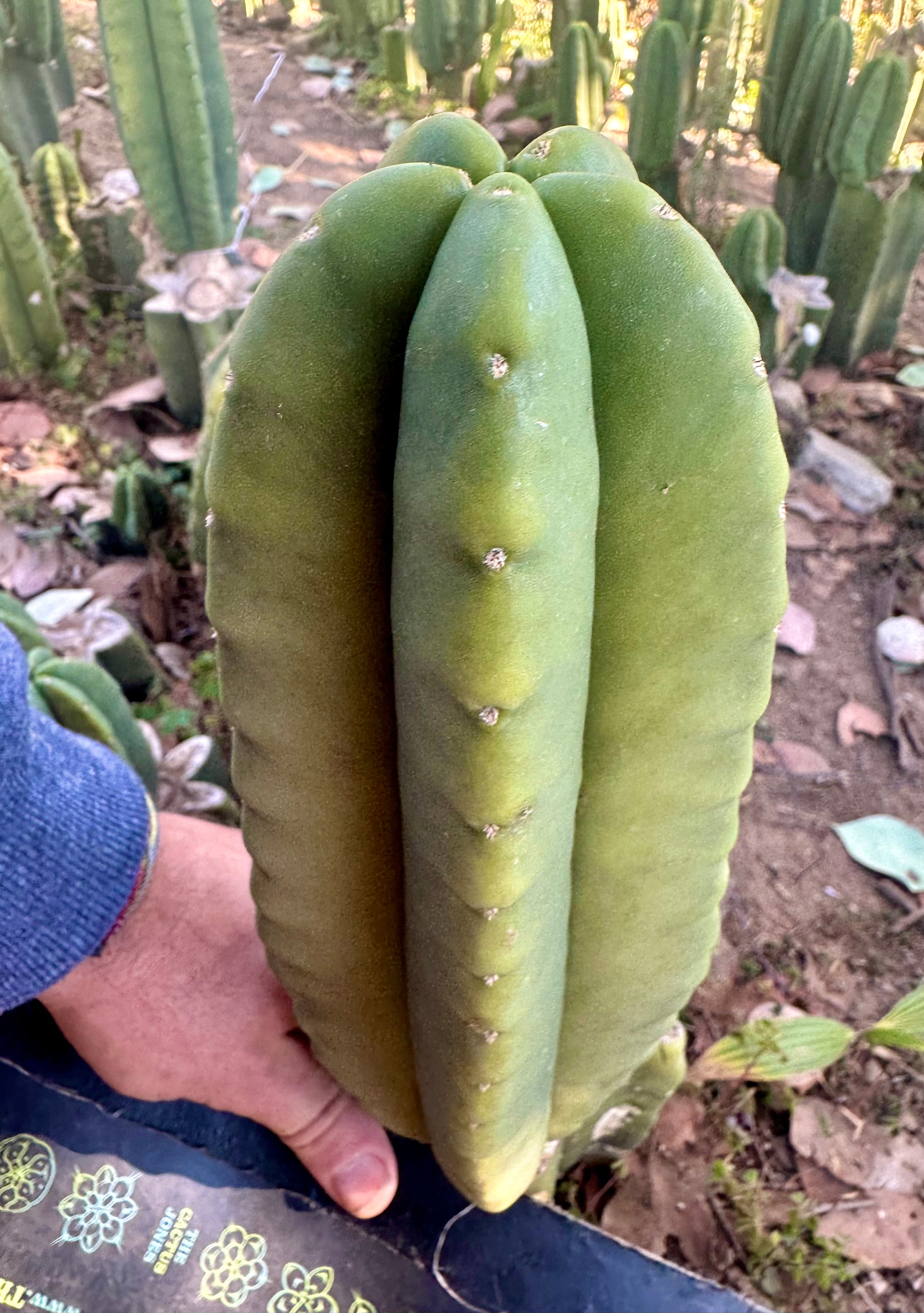 👑🌶️ Zulk — Fat 10” Melon