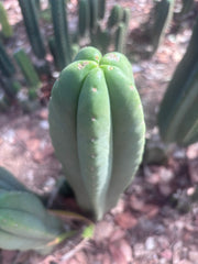 👑🌶️ Scop A — XL 14” Tip