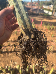 👑🌶️🌶️ Kate’s Bridge — 12-14” *Rooted* Tips