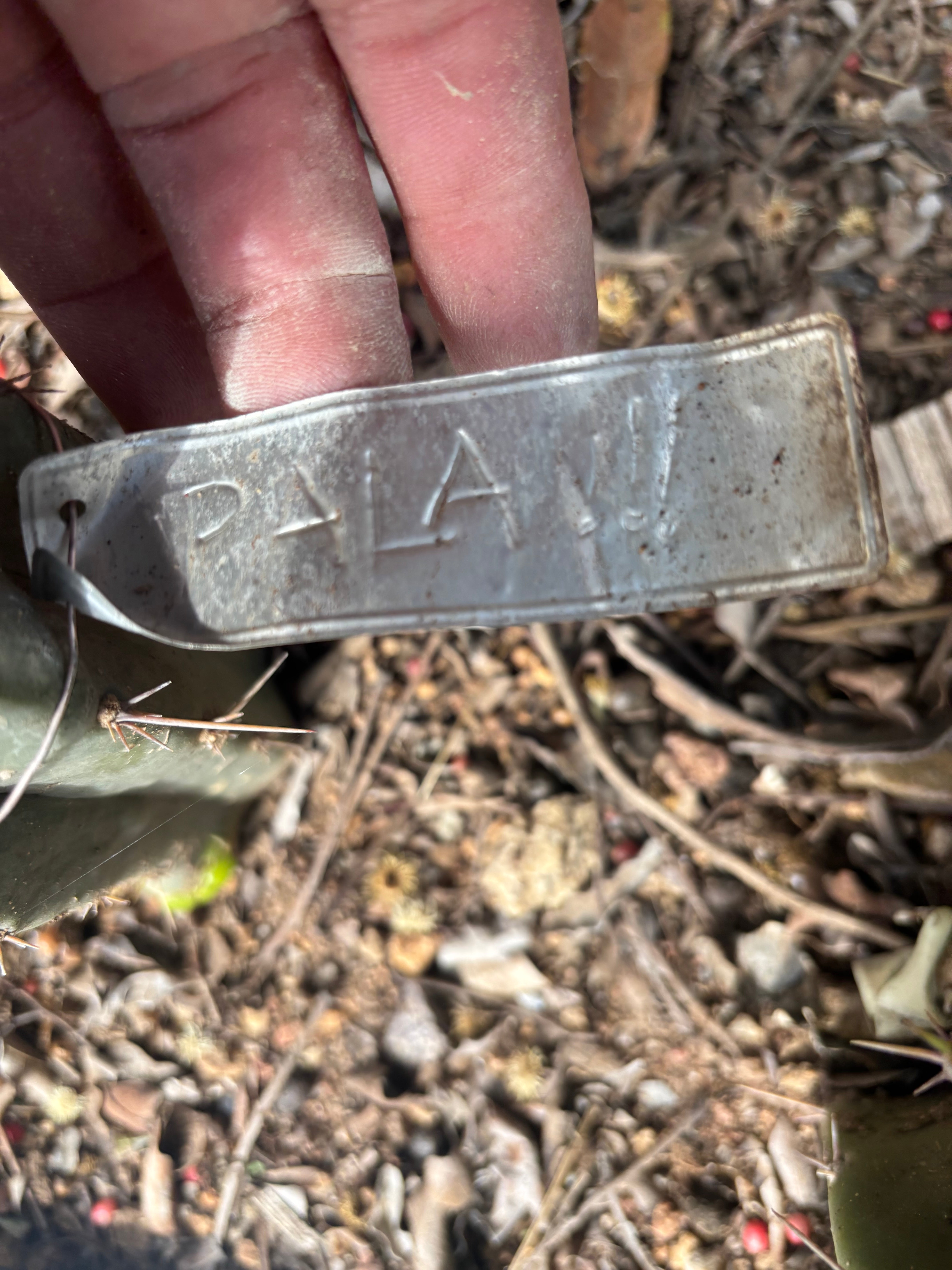👑🌶️🌶️ Pala! — The Weekly Pup