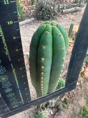 👑🌶️ KK339 — 10” Tips (3)