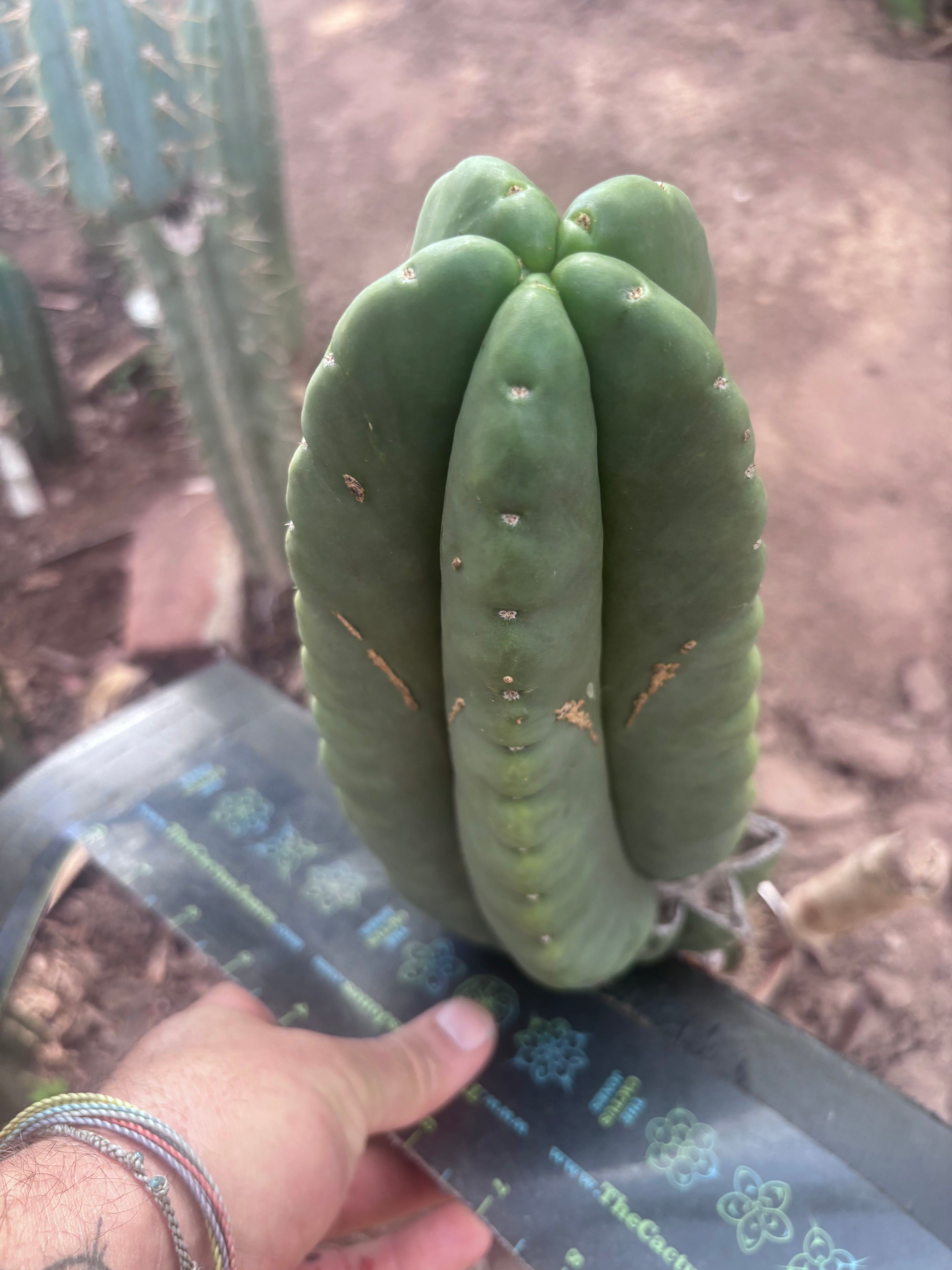 💎👑💎🌶️ Ferah — XL 9” Melon