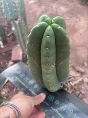 💎👑💎🌶️ Ferah — XL 9” Melon