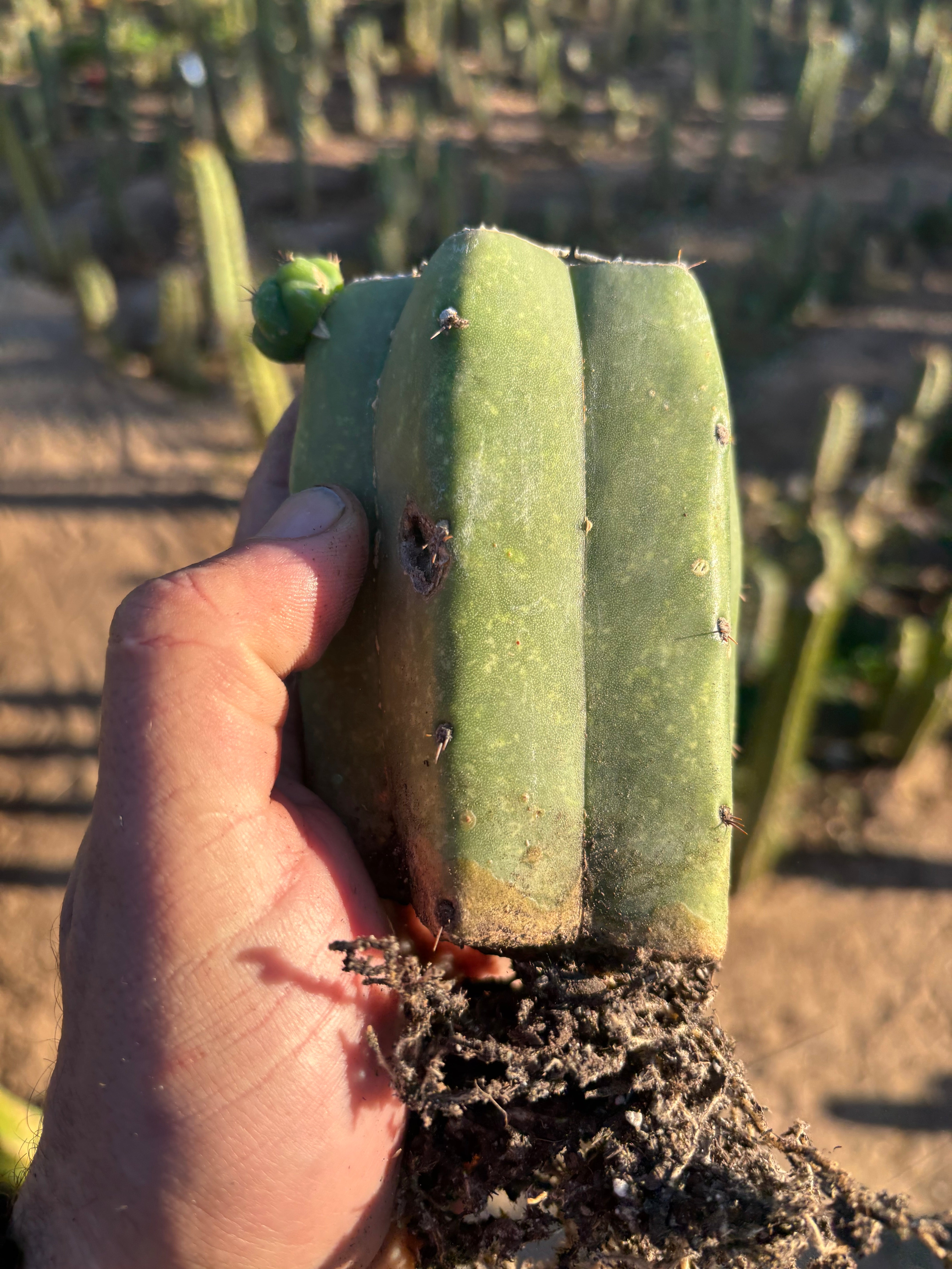 👑🌶️🌶️ Landfill — Rooted Mid