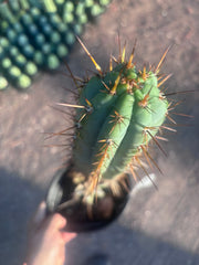 💎👑💎(🌶️ ) Tipz — Fully Rooted 16”