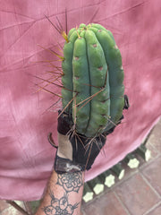 🌶️🌶️⚠️ E.R. — Another Beefy 9” Pup