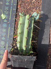 🌶️ Psycho0’ x OTB — Rooted Mid with Pups