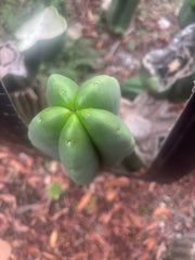 💎👑🌶️ Ferah — Plump 10” Pup
