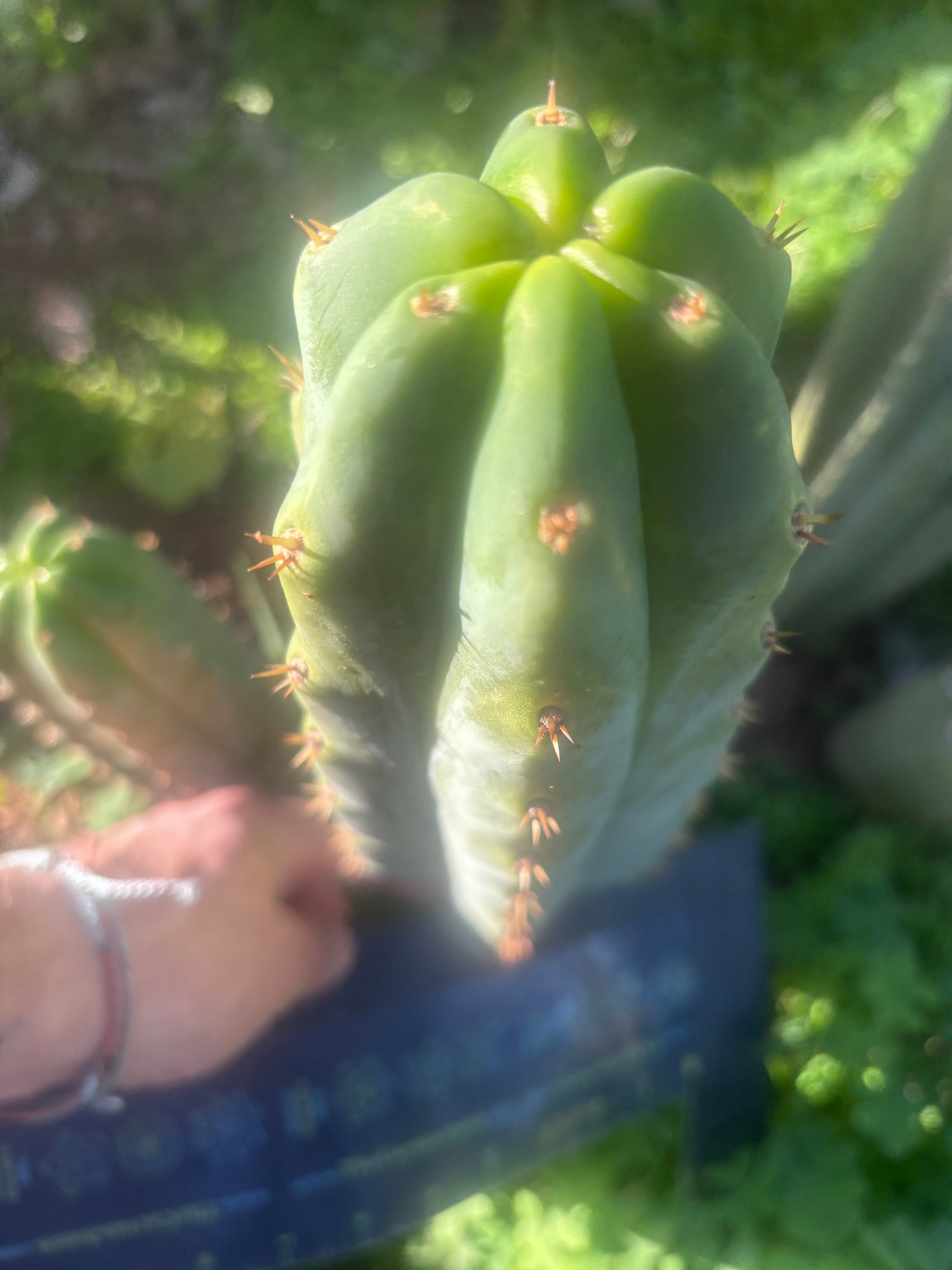 🌶️🌶️ NoidTwo — 11” Pup
