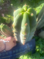 🌶️🌶️ NoidTwo — 11” Pup