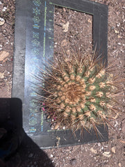 💎 T. Atacamensis — Small Pup