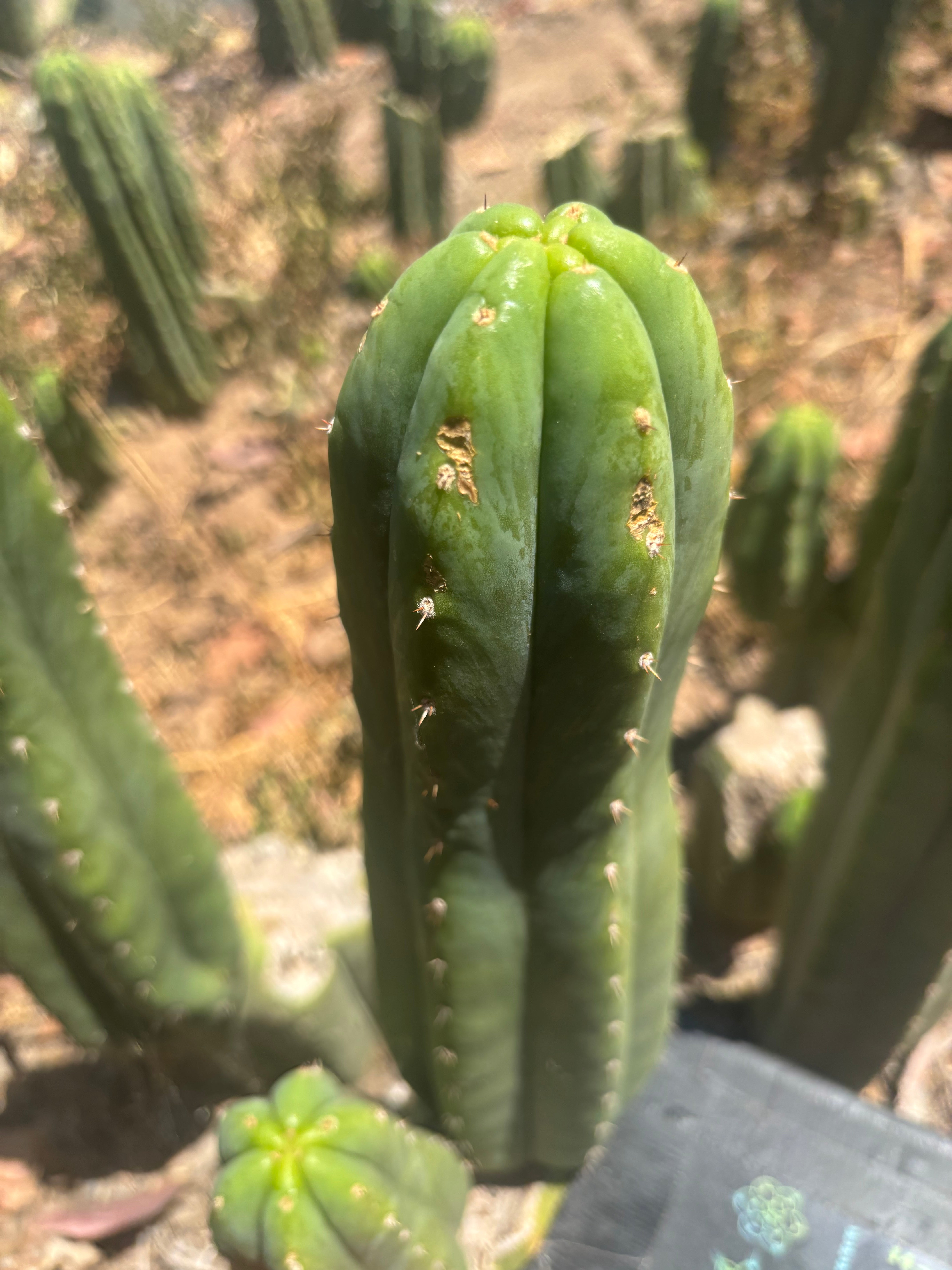 👑🌶️🌶️ Ogun — 11” Pup