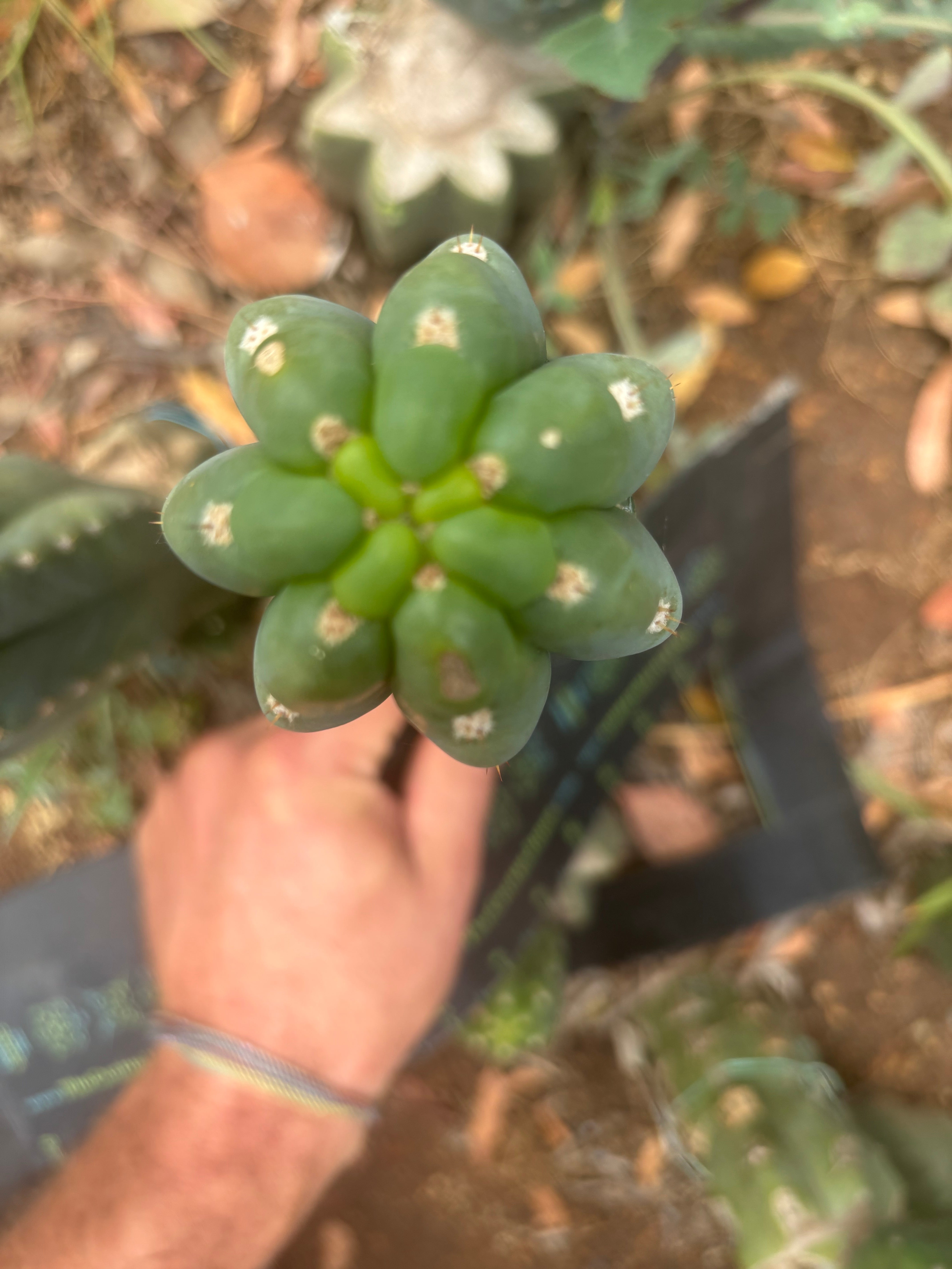👑🌶️  Ichoca — 8” Tip