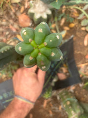 👑🌶️  Ichoca — 8” Tip