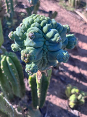 👑💎 Glorp — XXL Graft with 10+ Pups