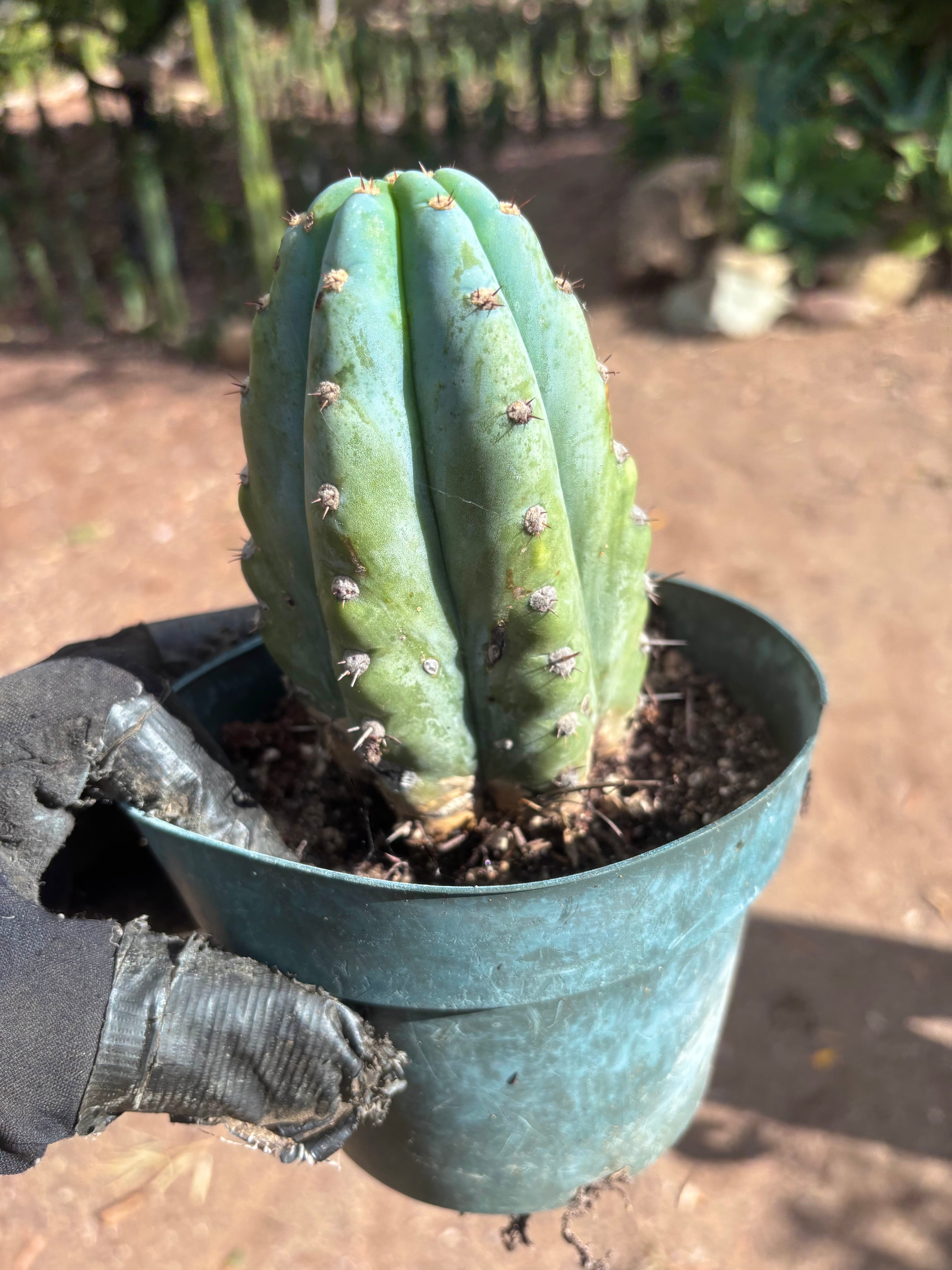 💎👑 Althea — Fully Rooted Chonk Tip