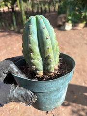 💎👑 Althea — Fully Rooted Chonk Tip