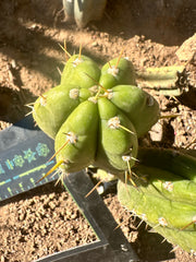 👑 T.Maranonensis — Fat Grenade Pup