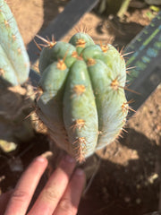 💎👑  Bart! (Monassa Blue) — 7” Pup