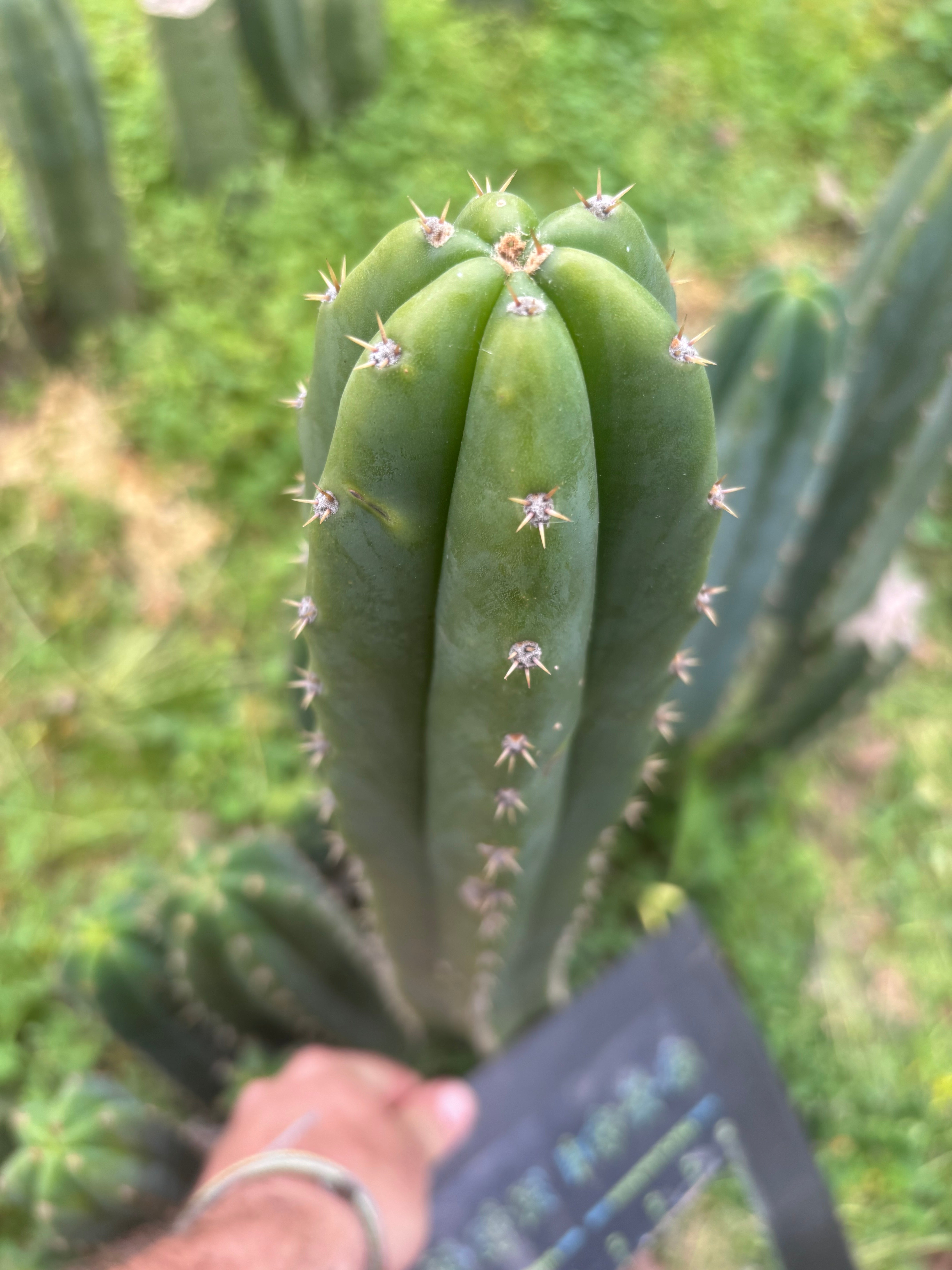 🌶️🌶️ NoidTwo — XL 14” Tip