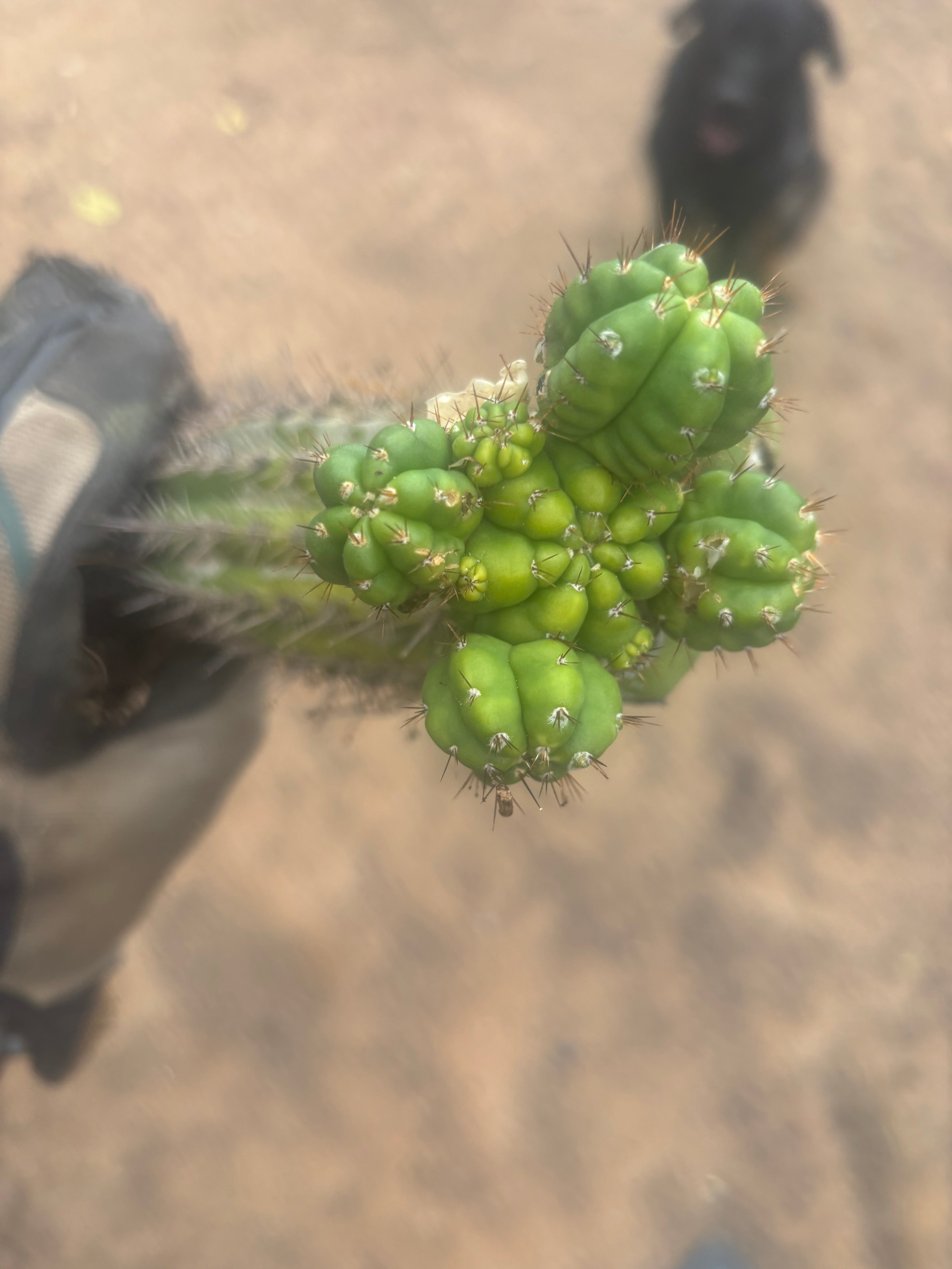 💎👑💎 Havran — Established Multi-Pup Slab Graft, Rooted