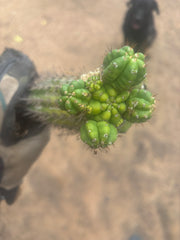 💎👑💎 Havran — Established Multi-Pup Slab Graft, Rooted
