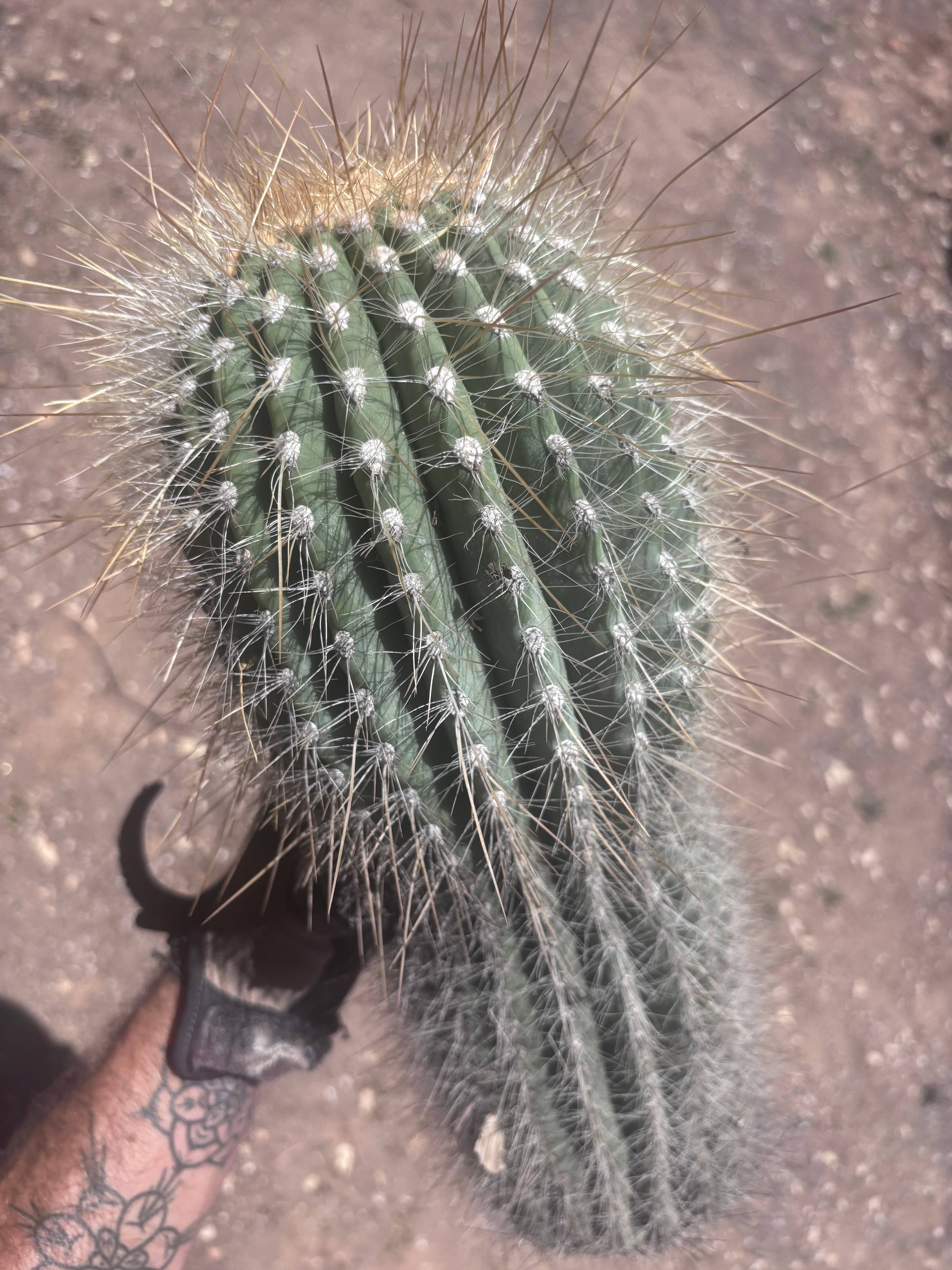 💎💎 T. Atacamensis — MASSIVE 17” Pup