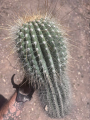 💎💎 T. Atacamensis — MASSIVE 17” Pup
