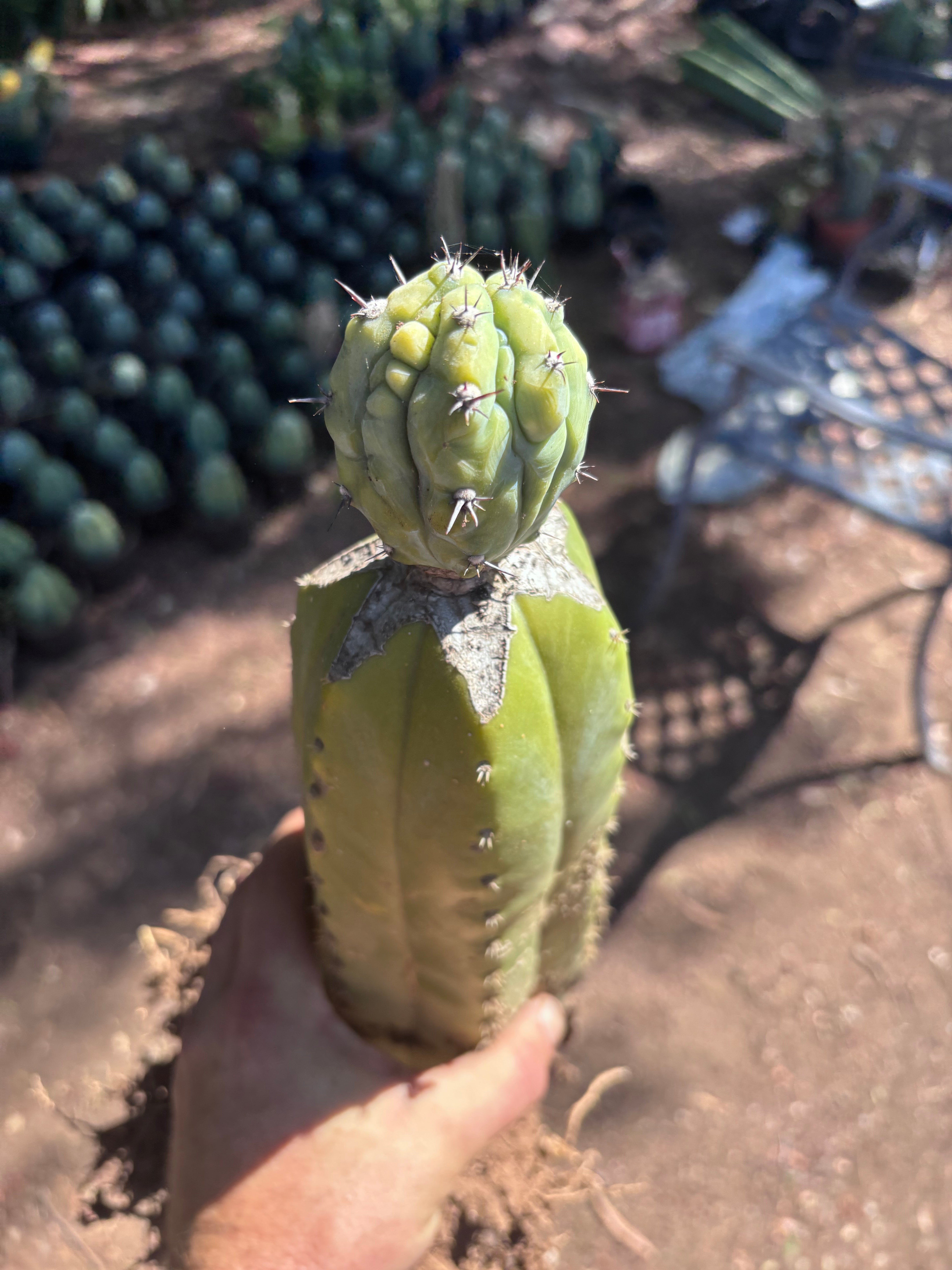 👑💎 Grecas — Established Tip Graft on Beefy Rooted PC