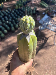 👑💎 Grecas — Established Tip Graft on Beefy Rooted PC