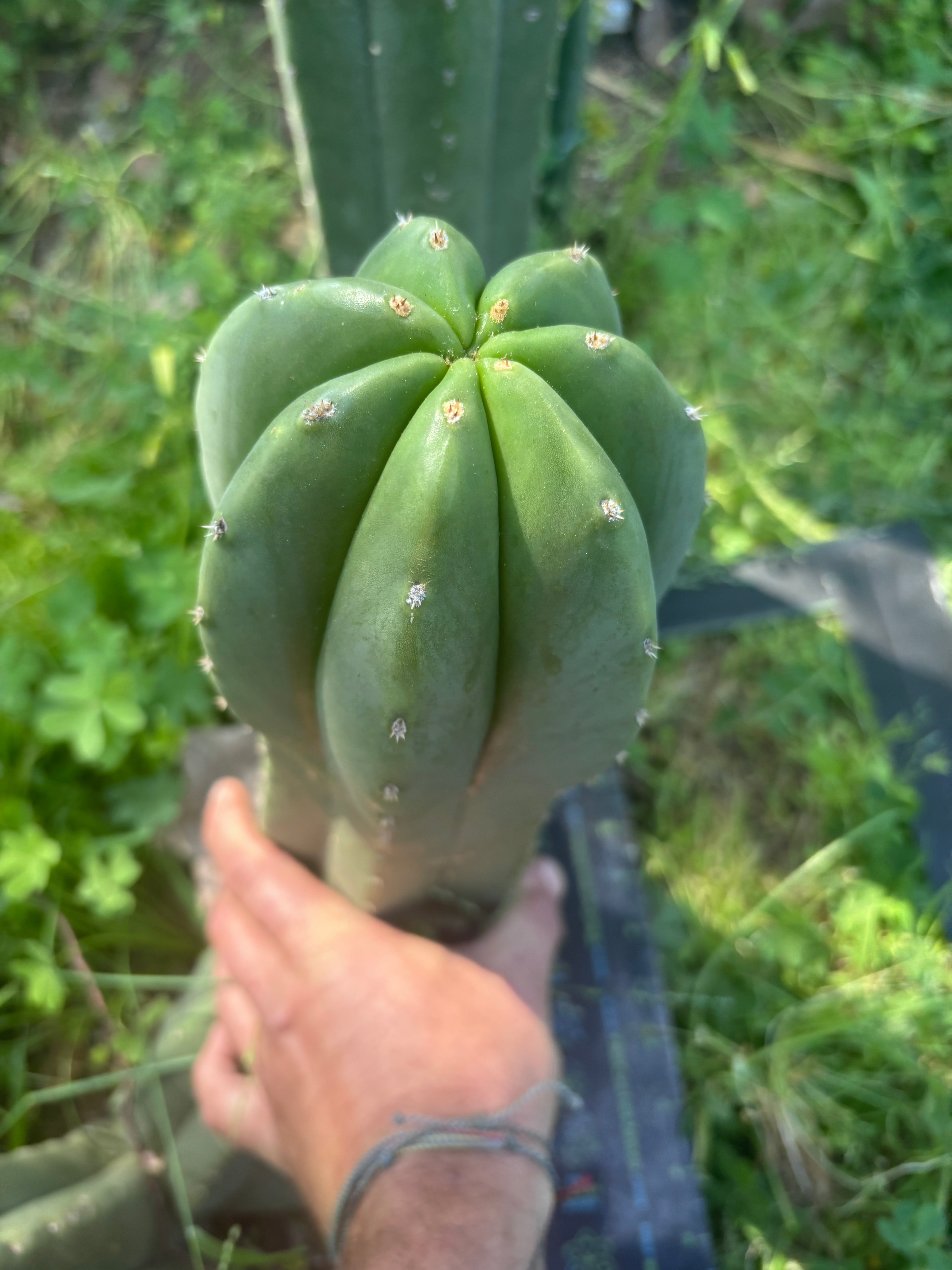 💎🌶️ Jonesy07 — Massive 14” Pup