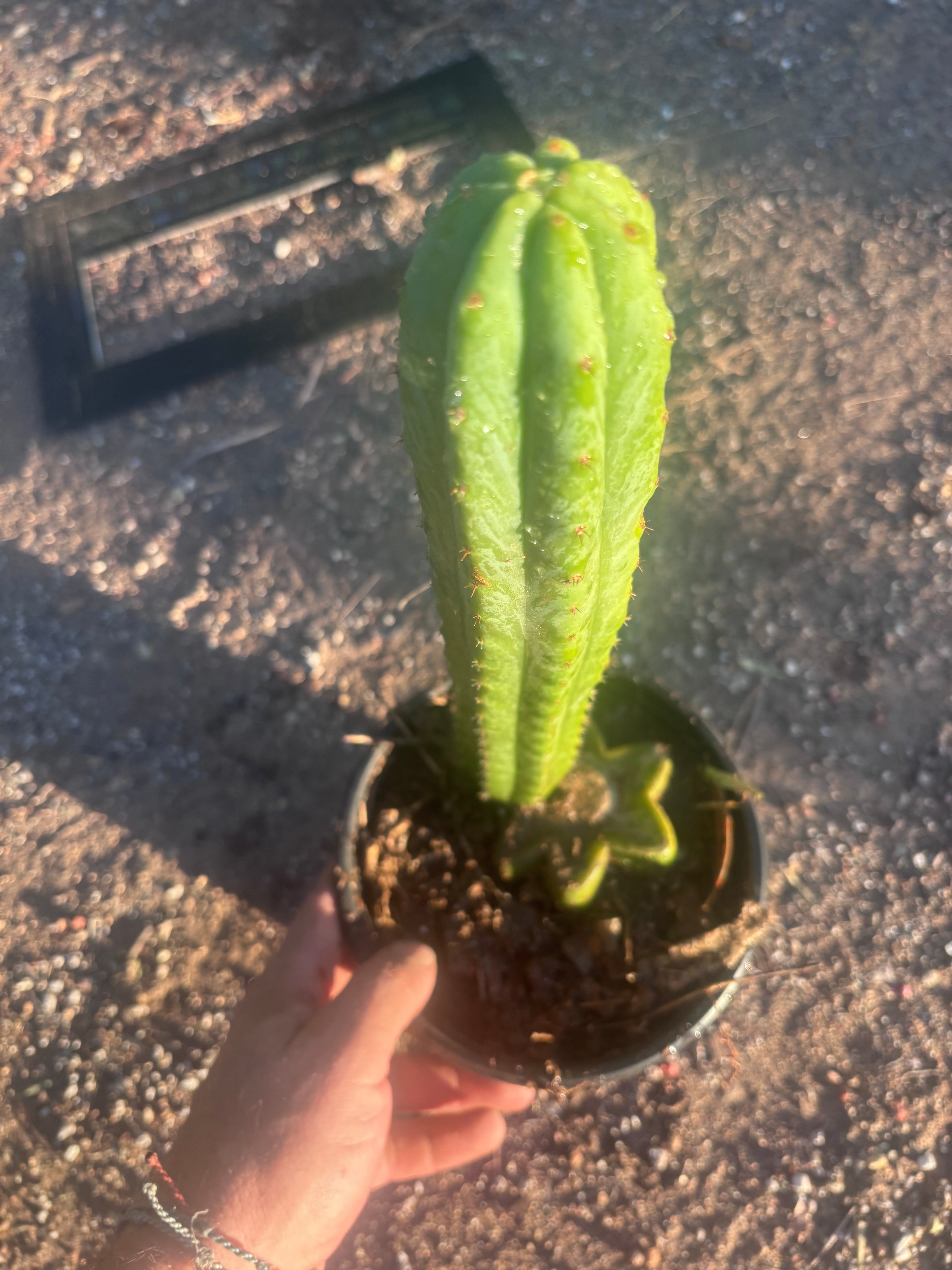 👑🌶️🌶️ Ogun — Rooted Mid with 13” Pup
