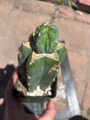 👑💎 Grecas Tip Graft — Rooted / Whole