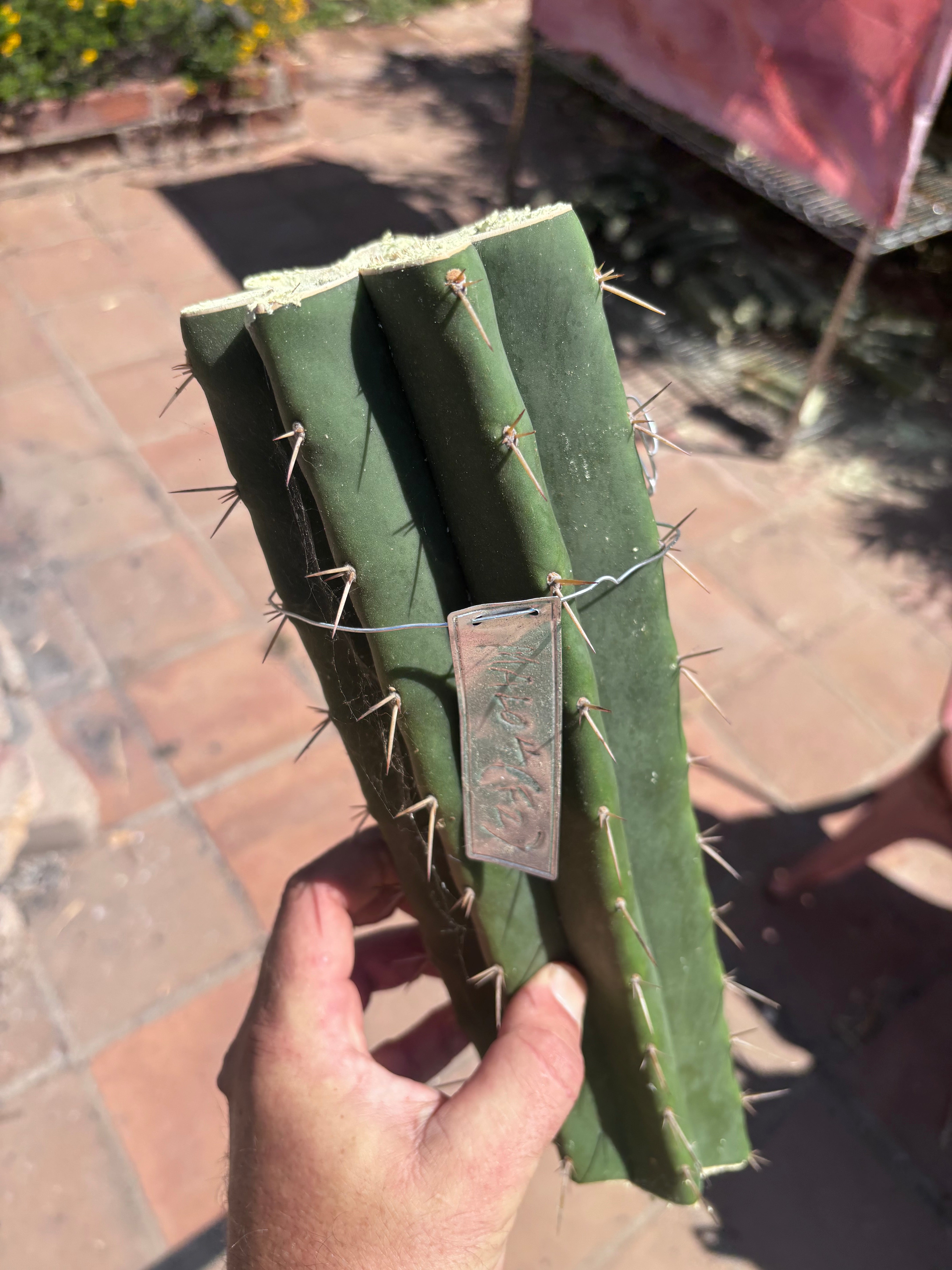 👑🌶️ Malo4 (F2)  — Fat XL 14” Mid