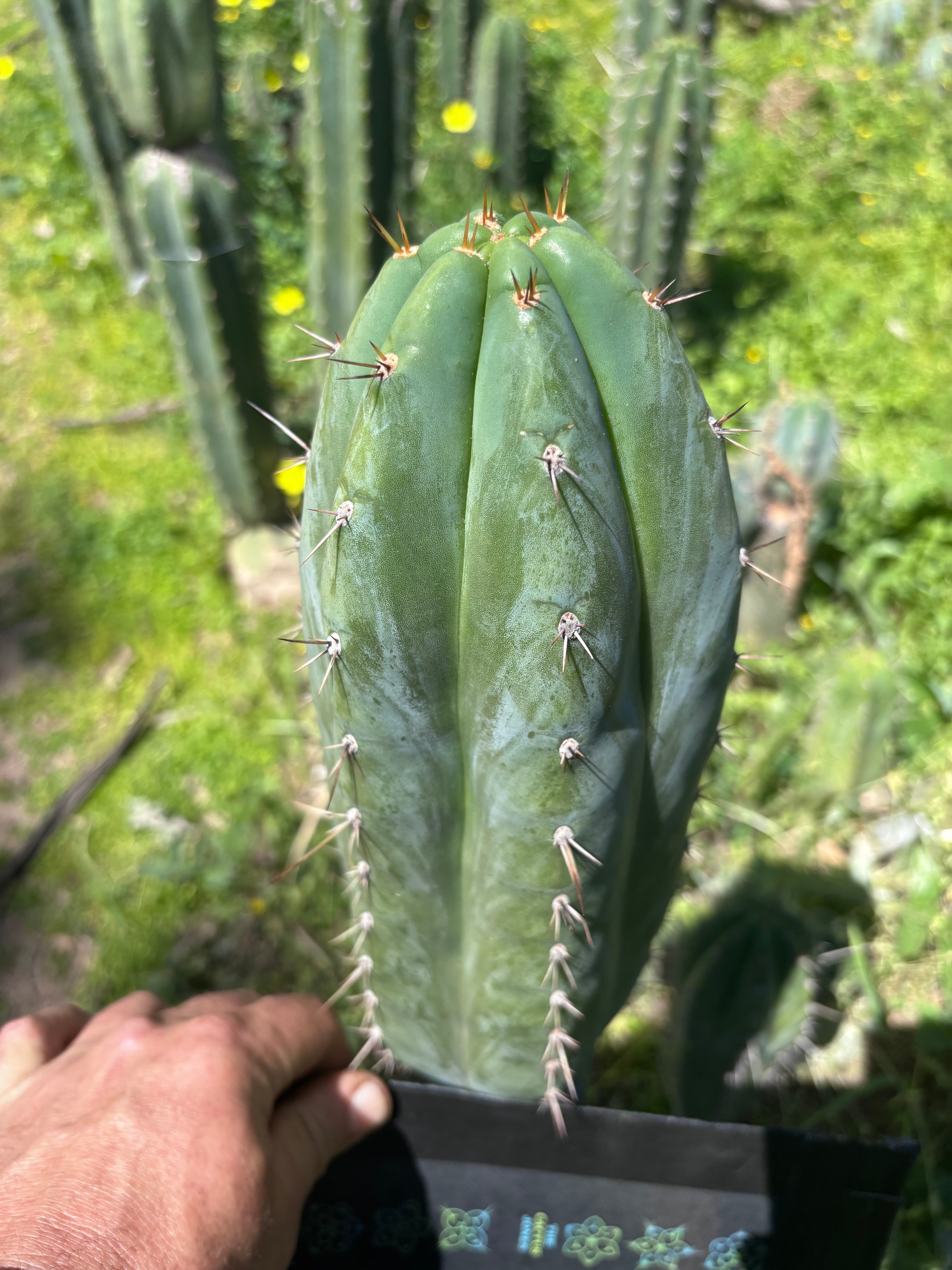 👑🌶️ Kimnach — Fat 11” Tip