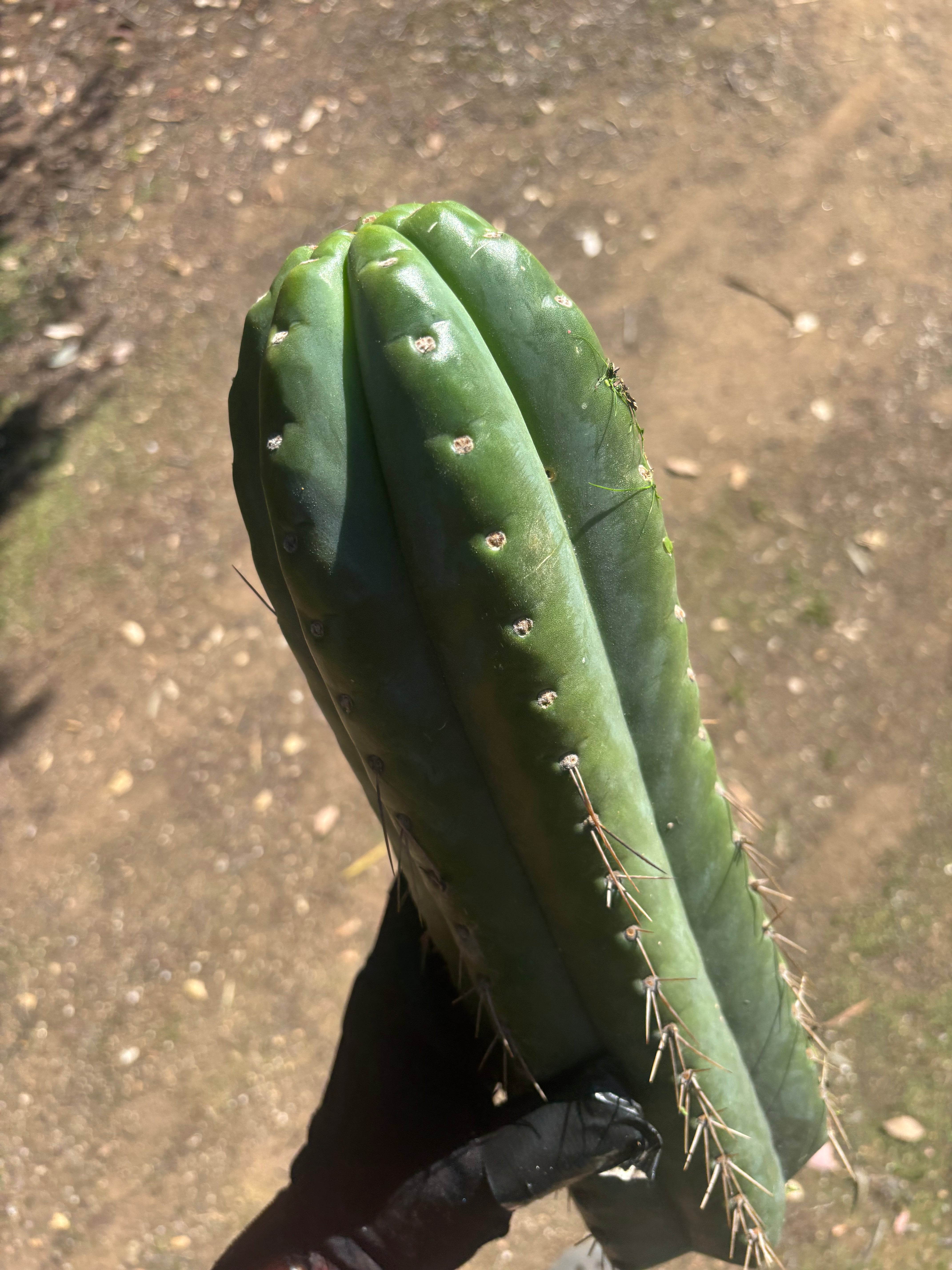 💎🌶️ Fields x SS02 — MASSIVE 14” Tip