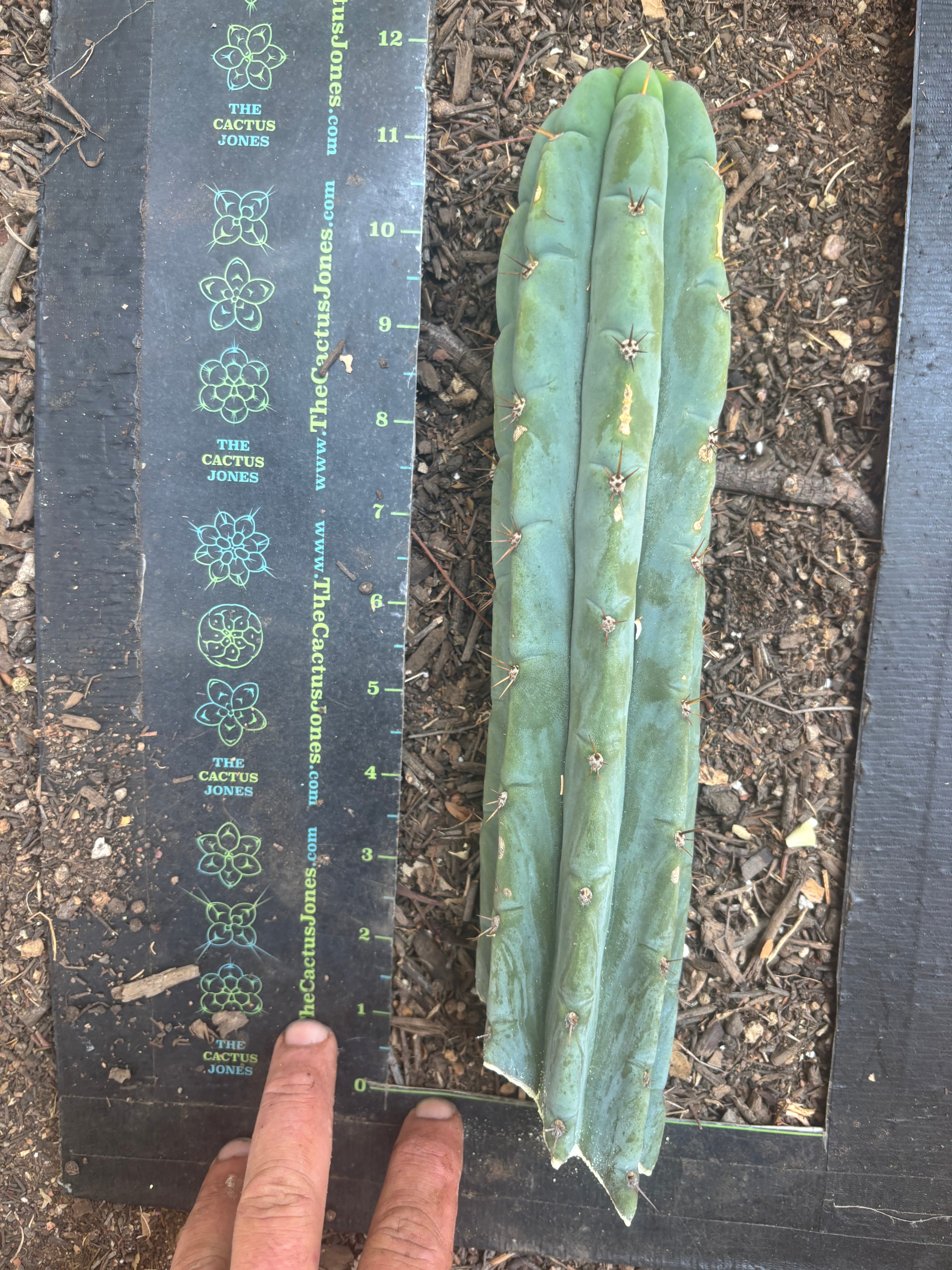 👑🌶️🌶️ Austy’s Bomb — 12” Tip