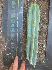 👑🌶️🌶️ Austy’s Bomb — 12” Tip