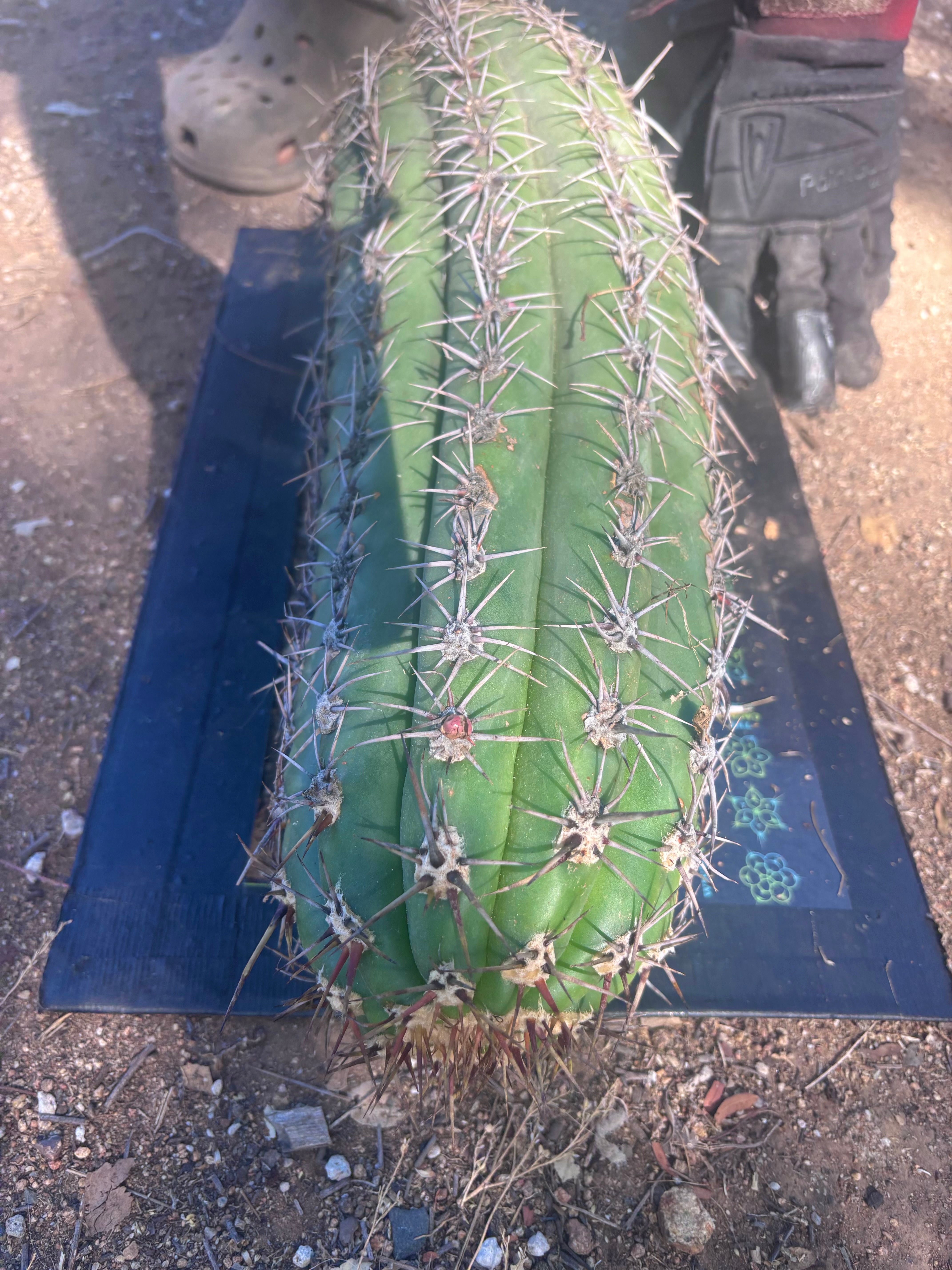 💎💎 Taquimbalensis — MASSIVE 18” Pup