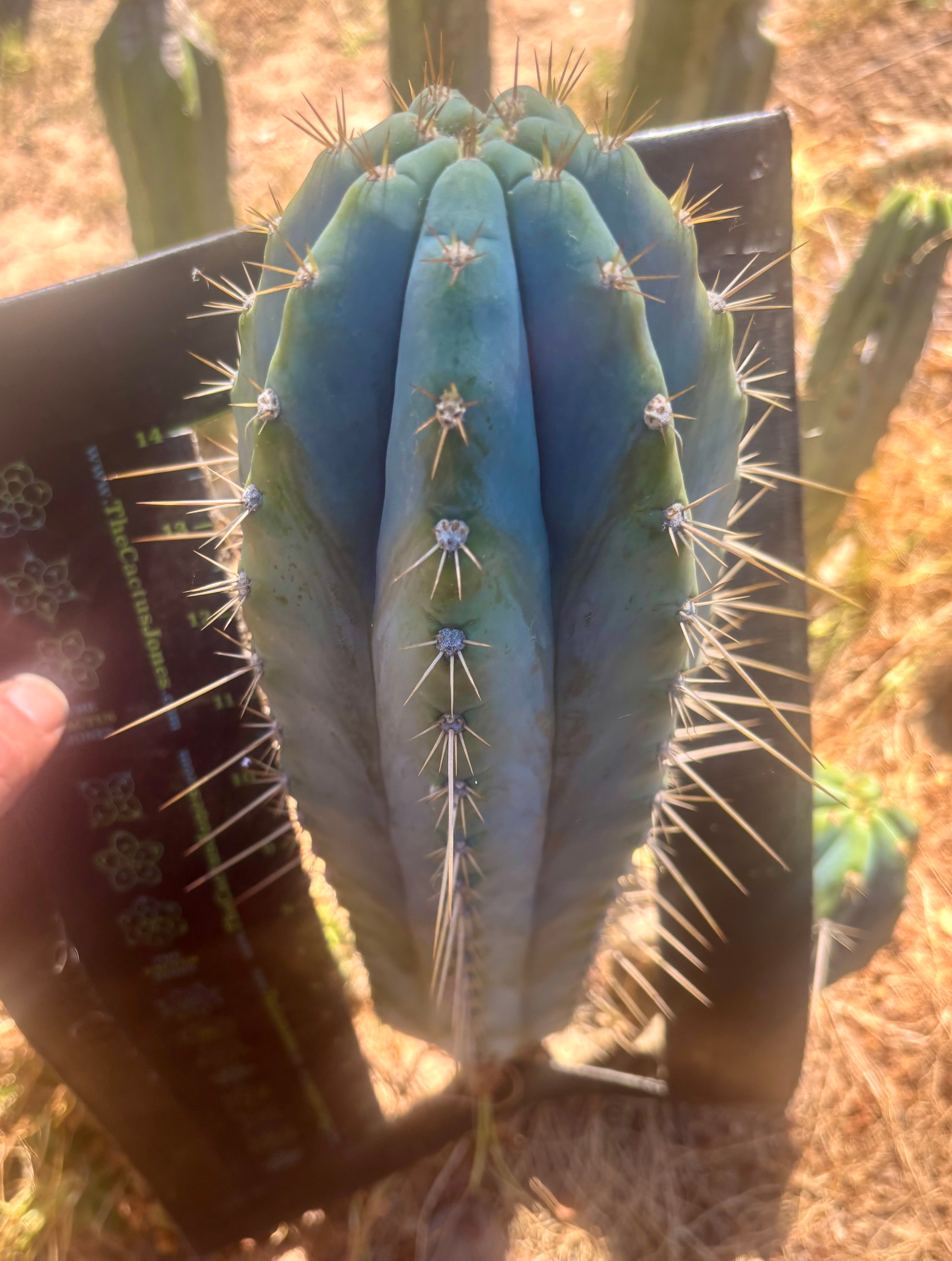 👑💎 Rimac — XXL 17” Melon Pup