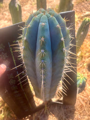 👑💎 Rimac — XXL 17” Melon Pup