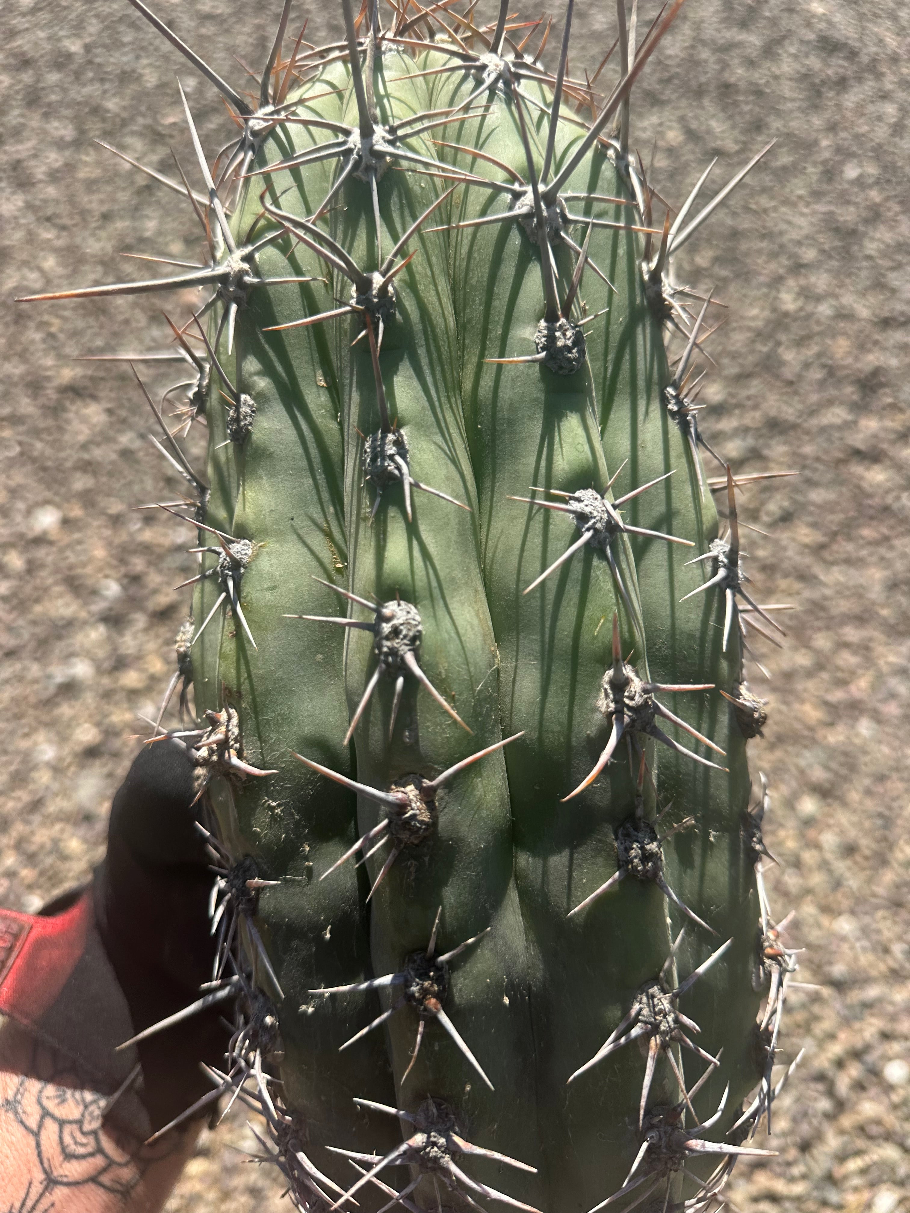 💎⚔️ Taq-Sheckii — Beastly Pups (2)