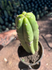 👑🌶️ Ecuadorian Pach — Rooted 13”