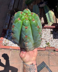 💎👑💎 Papa Smurf — Massive 9” Notch Melon