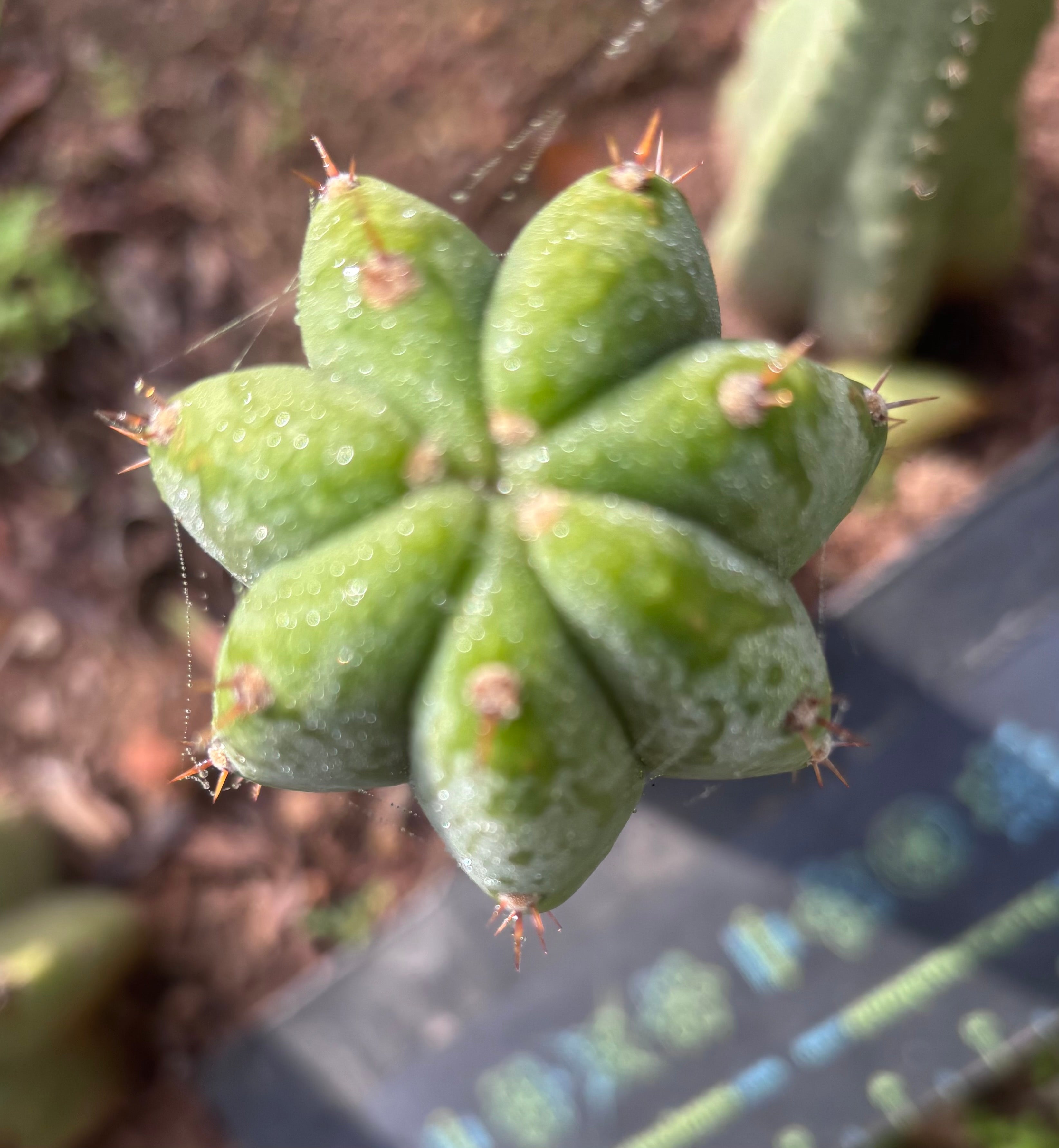 👑🌶️🌶️ Landfill — 9” Tip