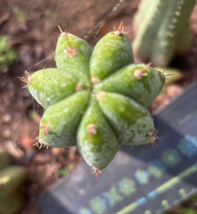 👑🌶️🌶️ Landfill — 9” Tip