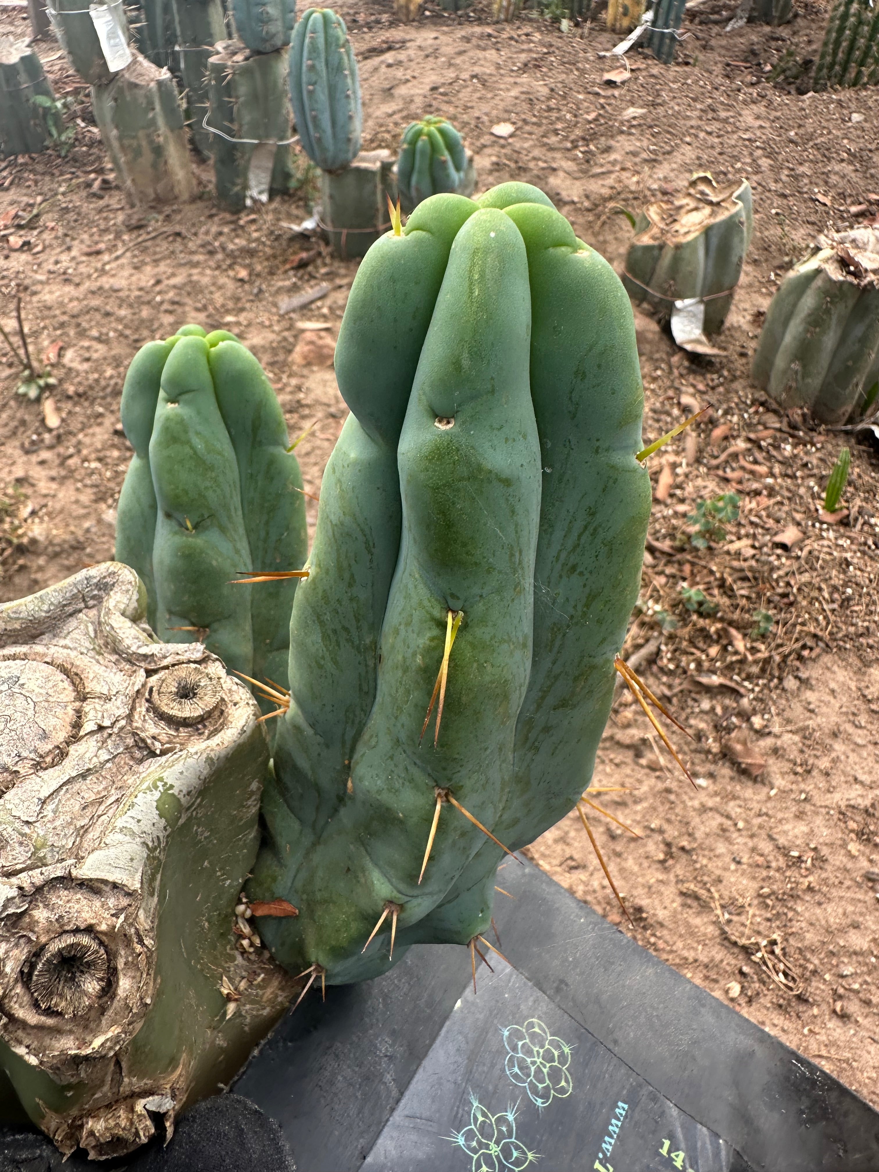 👑🌶️ Caballero — 8” Pup