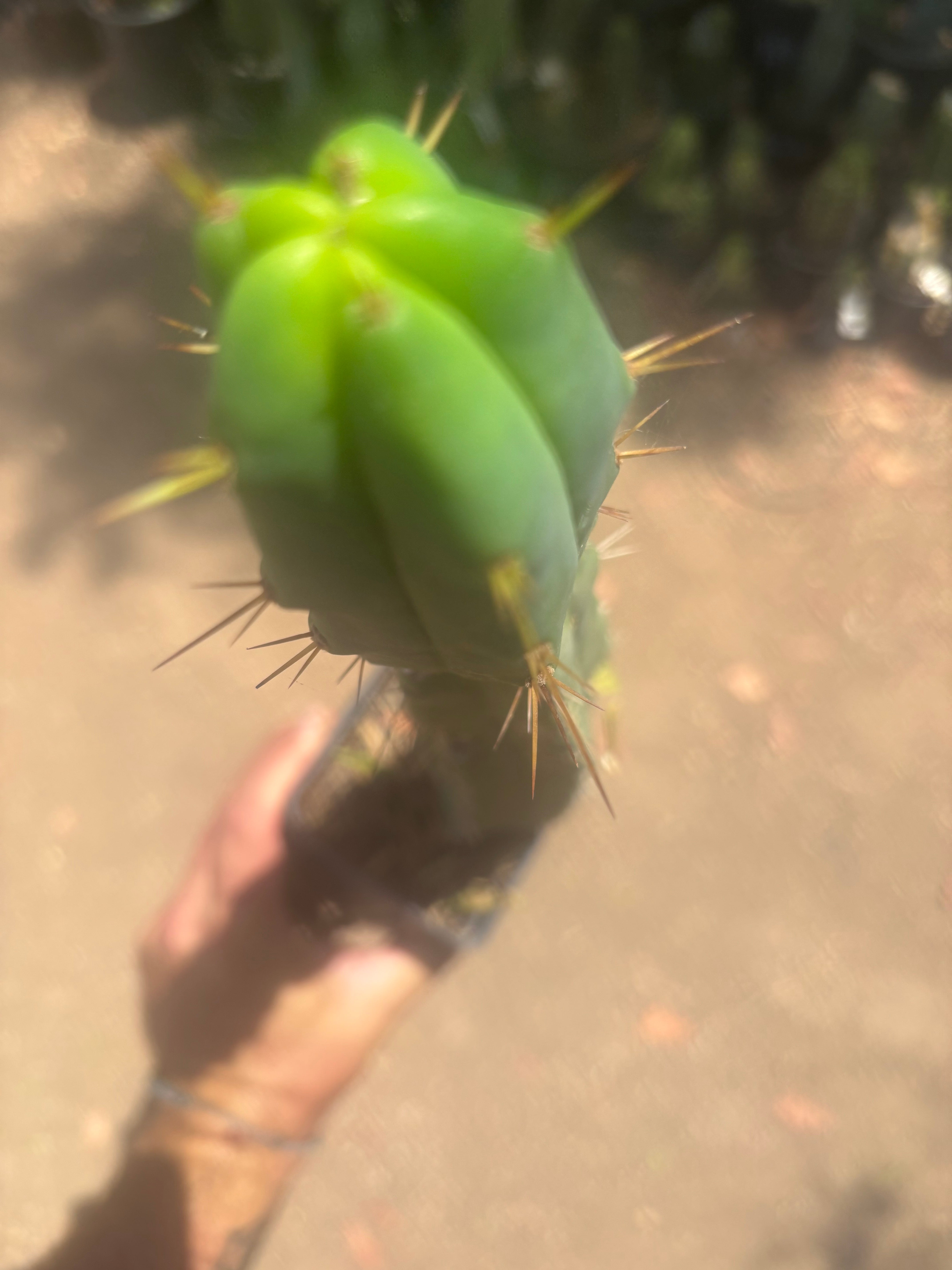 👑🌶️🌶️ Dulzura — Ugly, Rootbound and Pumping 💪15”